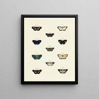 Pieter Cramer - Foreign butterflies occurring in the three continents Asia Africa and America Pl140.webp