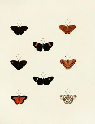 Pieter Cramer - Foreign butterflies occurring in the three continents Asia Africa and America Pl142.webp