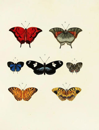 Pieter Cramer - Foreign butterflies occurring in the three continents Asia Africa and America Pl143.webp