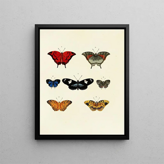 Pieter Cramer - Foreign butterflies occurring in the three continents Asia Africa and America Pl143.webp