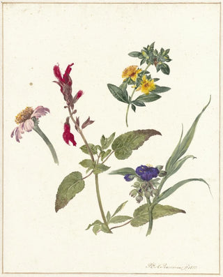Pieter Ernst Hendrik Praetorius - Studies van veldbloemen.webp