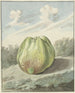 Apple in a Landscape - Pieter Gevers — artwork view