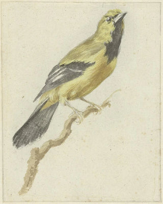 Pieter Gevers - Gele Troepiaal Icterus nigrogularis.webp