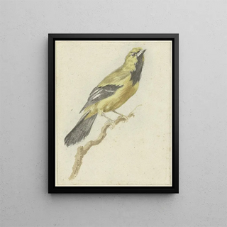 Pieter Gevers - Gele Troepiaal Icterus nigrogularis.webp