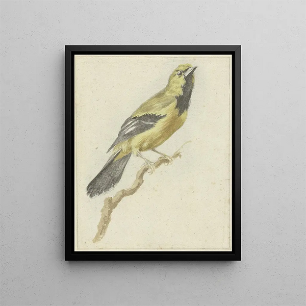 Pieter Gevers - Gele Troepiaal Icterus nigrogularis.webp