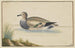 Pato a la Izquierda - Pieter Holsteijn — vista de la obra