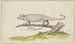 Lizard or salamander facing left - Pieter Holsteijn — artwork view