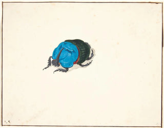 Pieter Holsteijn - En nsehornsbille scarabaeidae.webp