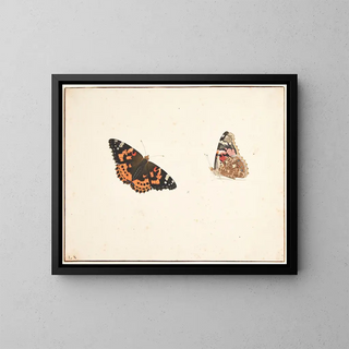 Pieter Holsteijn - To studier af en tidselfugl vanessa cardui l.webp