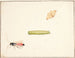 Tres estudios de insectos - Pieter Holsteijn — vista de la obra