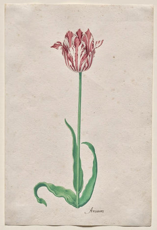 Pieter Holsteyn II - Study of a Tulip Anvaers.webp