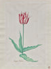 Study of a Tulip Perregoen Machieu - Pieter Holsteyn II — artwork view