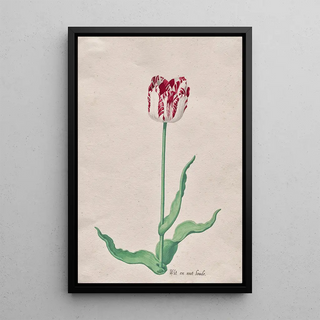 Pieter Holsteyn II - Study of a Tulip Wit en root boode.webp