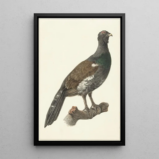 Pieter Pietersz Barbiers - Auerhaan.webp