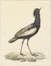 Baardtrap (Eupodotis bengalensis) - Pieter Pietersz Barbiers — artwork view