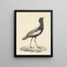 Baardtrap (Eupodotis bengalensis) - Pieter Pietersz Barbiers — framed artwork on a wall