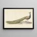 Blue Peacock Painting - Pieter Pietersz Barbiers — framed artwork on a wall
