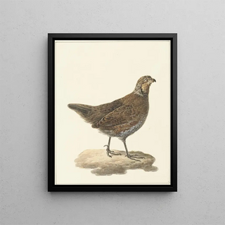 Pieter Pietersz Barbiers - Bobwhite Colinus virginianus.webp