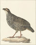 Francolin de Chine Excalfactoria chinensis - Pieter Pietersz. Barbiers — artwork view