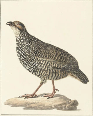 Pieter Pietersz Barbiers - Chinese frankolijn Excalfactoria chinensis.webp