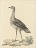 Denhams piège Neotis denhami - Pieter Pietersz. Barbiers — vista de la obra