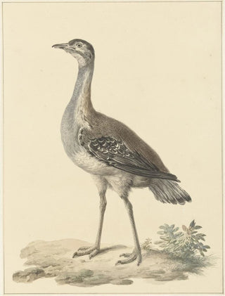 Pieter Pietersz Barbiers - Denhams trap Neotis denhami.webp