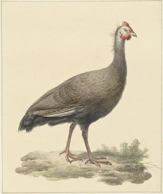 Pieter Pietersz Barbiers - Helmparelhoen.webp