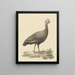 Helmparelhoen - Pieter Pietersz. Barbiers — framed artwork on a wall
