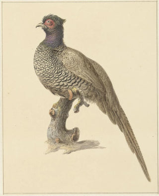 Pieter Pietersz Barbiers - Jachtfazant.webp