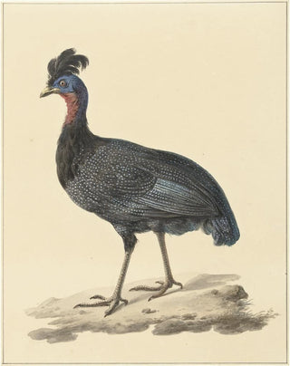 Pieter Pietersz Barbiers - Kuifparelhoen.webp