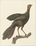 Kuifsjakohoen Penelope purpurascens - Pieter Pietersz. Barbiers — vista de la obra
