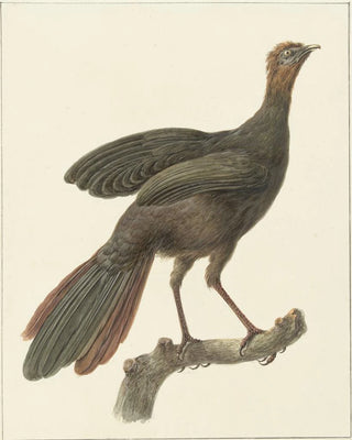 Pieter Pietersz Barbiers - Kuifsjakohoen Penelope purpurascens.webp