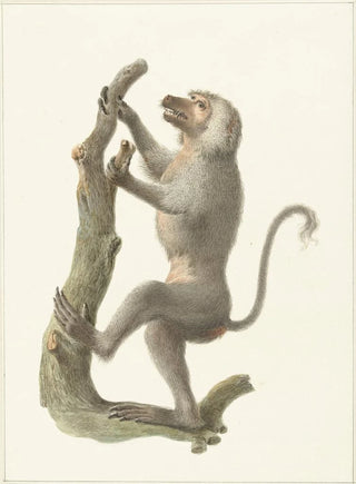 Pieter Pietersz Barbiers - Mantelbaviaan.webp