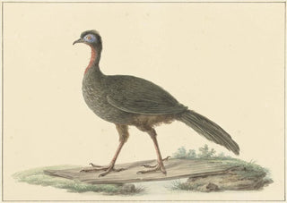 Pieter Pietersz Barbiers - Marailsjakohoen Penelope marail.webp