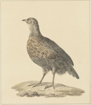 Pieter Pietersz Barbiers - Patrijs.webp