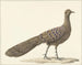 Pavo real espejo - Pieter Pietersz Barbiers — vista de la obra