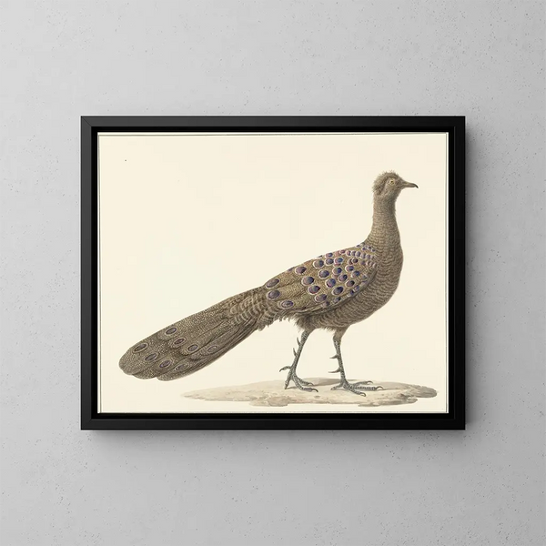 Pavo real espejo - Pieter Pietersz Barbiers — cuadro enmarcado en la pared