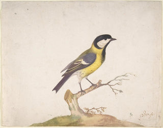 Pieter Withoos - A Great Titmouse Parus major Perched on a Branch.webp