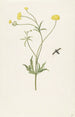 Renoncule amarillo doble y insecto - Pieter Withoos — vista de la obra