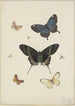 Five butterflies and three insects - Pieter Withoos — artwork view
