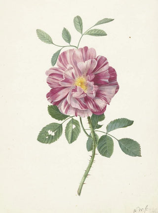 Pieter Withoos - Roos.webp