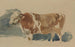 Study of a Spotted Ox - Piotr Michałowski — artwork view