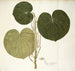 Piper umbellatum - Nikolaus Joseph Freiherr von Jacquin — vista de la obra