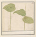 Planta especie desconocida - Anselmus Botius de Boodt — vista de la obra