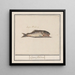 Unknown Fish Lupus flandricus - Anselmus Botius de Boodt — framed artwork on a wall
