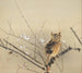 First Plum Blossoms - Nishimura Goun — artwork view