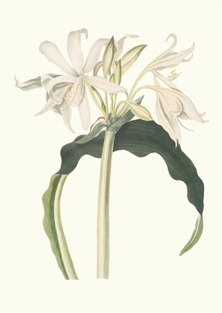 Priscilla Susan Bury - Amaryllis Aulica.webp