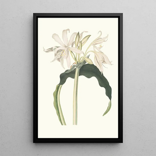 Priscilla Susan Bury - Amaryllis Aulica.webp