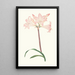 Amaryllis Belladonna - Priscilla Susan Bury | Cuadro — cuadro enmarcado en la pared