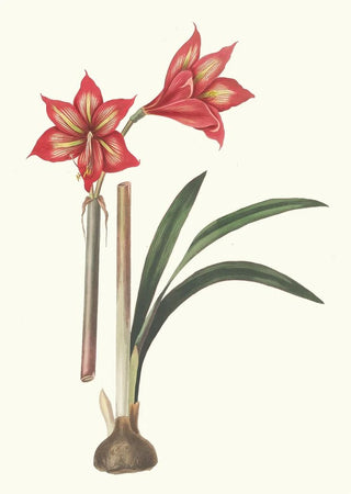 Priscilla Susan Bury - Amaryllis Correiensis.webp